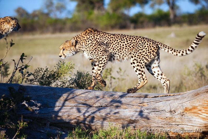 20090618_074820 D3 (3) X1.jpg - Cheetah at Selinda Spillway (Hunda Island) Botswana